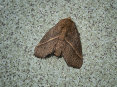 Quasithosea obliquistriga