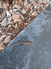 Takydromus tachydromoides