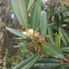 Comarostaphylis