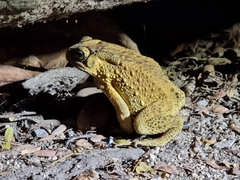 Duttaphrynus melanostictus