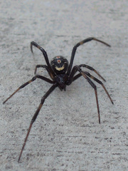 Latrodectus hesperus