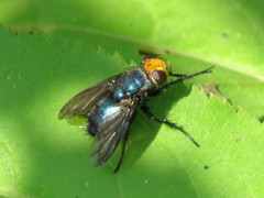 Silbomyia cyanea