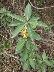 Cestrum nitidum