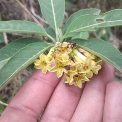Cestrum nitidum
