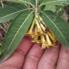 Cestrum nitidum