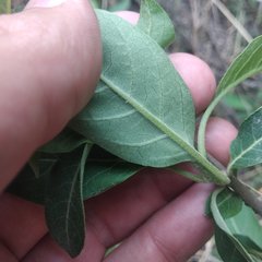 Cestrum nitidum