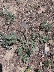 Ferula syreitschikowii