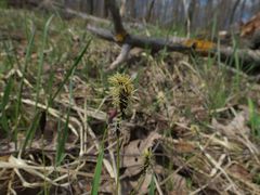 Carex montana