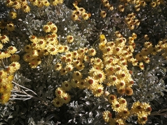 Helichrysum argyrophyllum