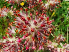 Anthyllis vulneraria rubriflora