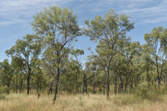 Grevillea parallela