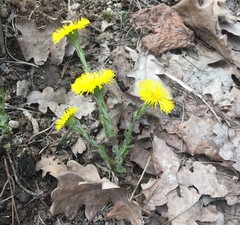 Tussilago farfara
