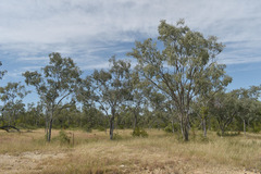 Eucalyptus microneura