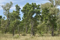 Erythrophleum chlorostachys