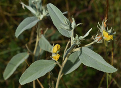 Melhania oblongifolia