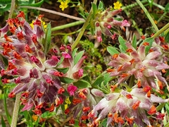 Anthyllis vulneraria rubriflora