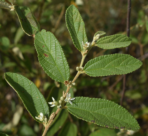 Grewia retusifolia · iNaturalist