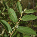 Grewia retusifolia - Photo (c) Russell Cumming, some rights reserved (CC BY-NC), uploaded by Russell Cumming