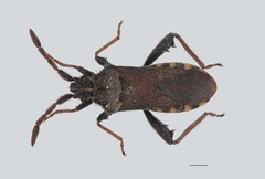 Loxocnemis dentator