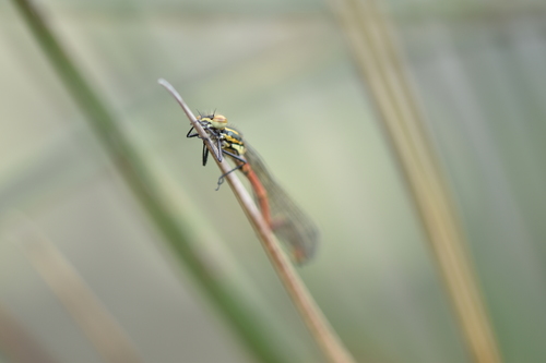 Large red damselfly