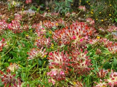 Anthyllis vulneraria rubriflora