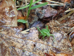 Isophya camptoxypha