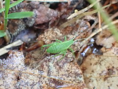 Isophya camptoxypha