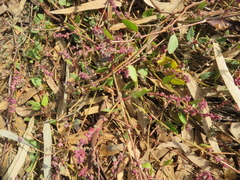 Muehlenbeckia adpressa