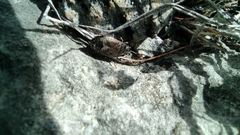 Pyrrhocoris marginatus