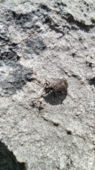 Pyrrhocoris marginatus