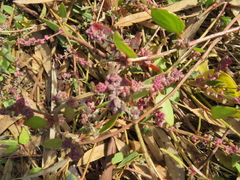 Muehlenbeckia adpressa
