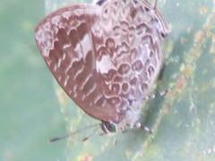 Arhopala birmana asakurae