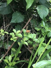 Papilionoidea