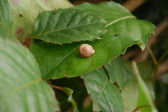 Gastropoda