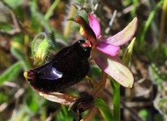Ophrys bertolonii