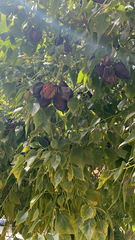 Brachychiton populneus