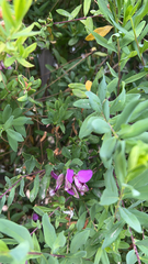 Polygala myrtifolia
