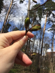 Acer platanoides