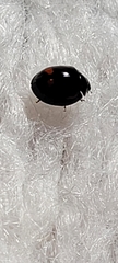 Exochomus quadripustulatus