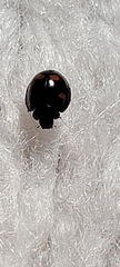 Exochomus quadripustulatus