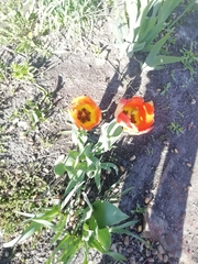 Tulipa