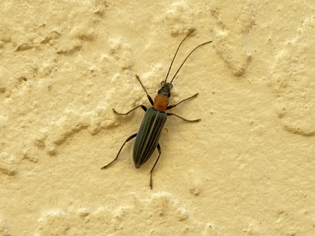 Oxycopis floridana