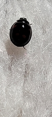 Exochomus quadripustulatus