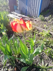 Tulipa