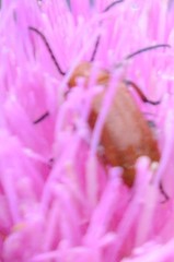 Nemognatha piazata