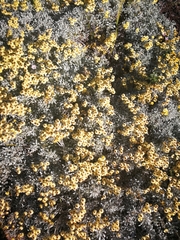 Helichrysum argyrophyllum