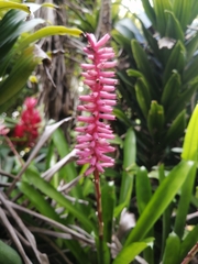 Aechmea gamosepala