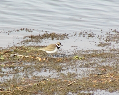 Charadrius dubius