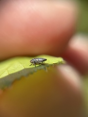 Oncopsis flavicollis