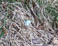 Pieris napi